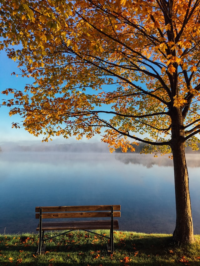 Tree Bench