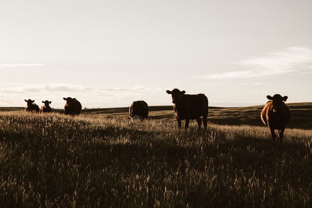 Buying a Farm